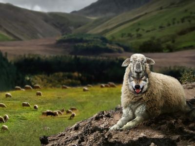 Волк в овечьей шкуре. Фото: Navolne.life