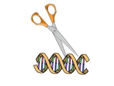 Разрезание ДНК